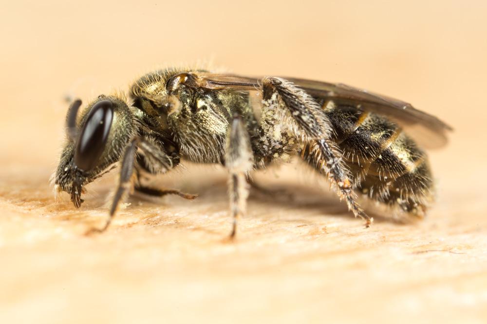 Lasioglossum nitidulum (Fabricius, 1804)