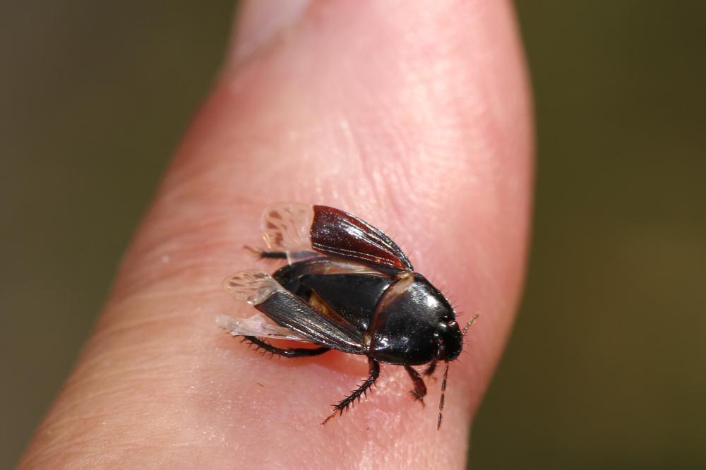 Le  sp. Macroscytus Fieber, 1860 sp.