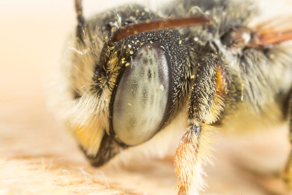 Le  Megachile burdigalensis Benoist, 1940