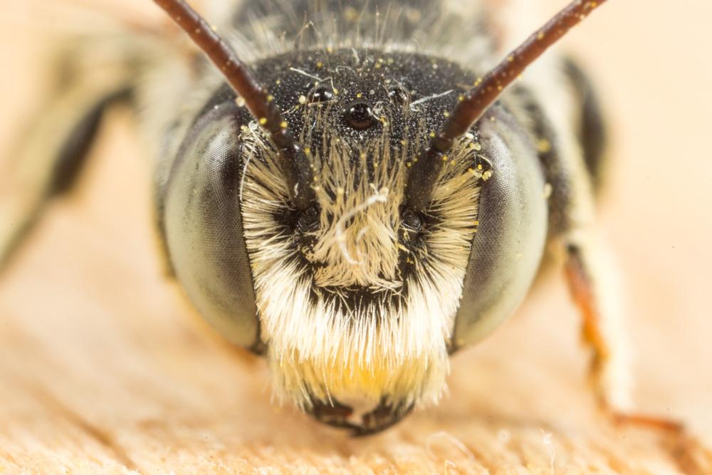 Le  Megachile burdigalensis Benoist, 1940