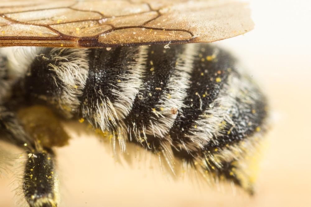  Megachile burdigalensis Benoist, 1940