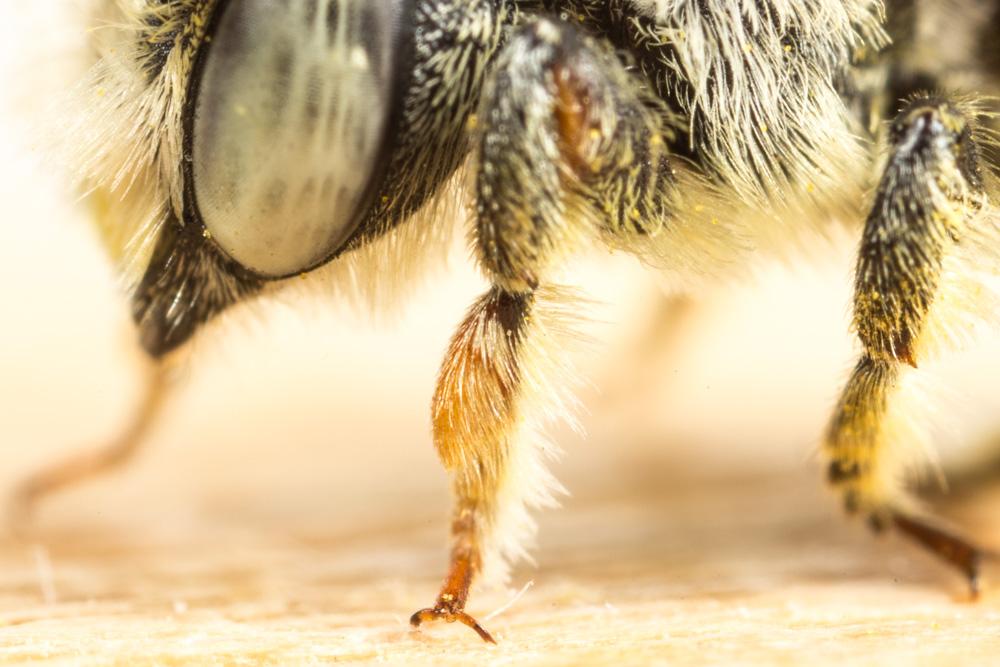  Megachile burdigalensis Benoist, 1940