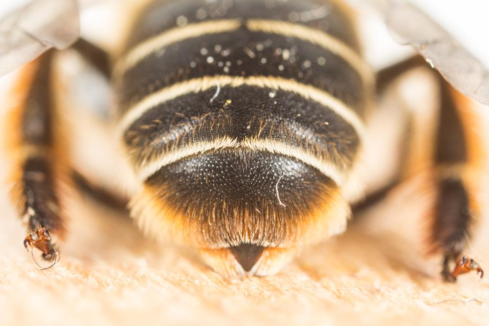  Melitta haemorrhoidalis (Fabricius, 1775)