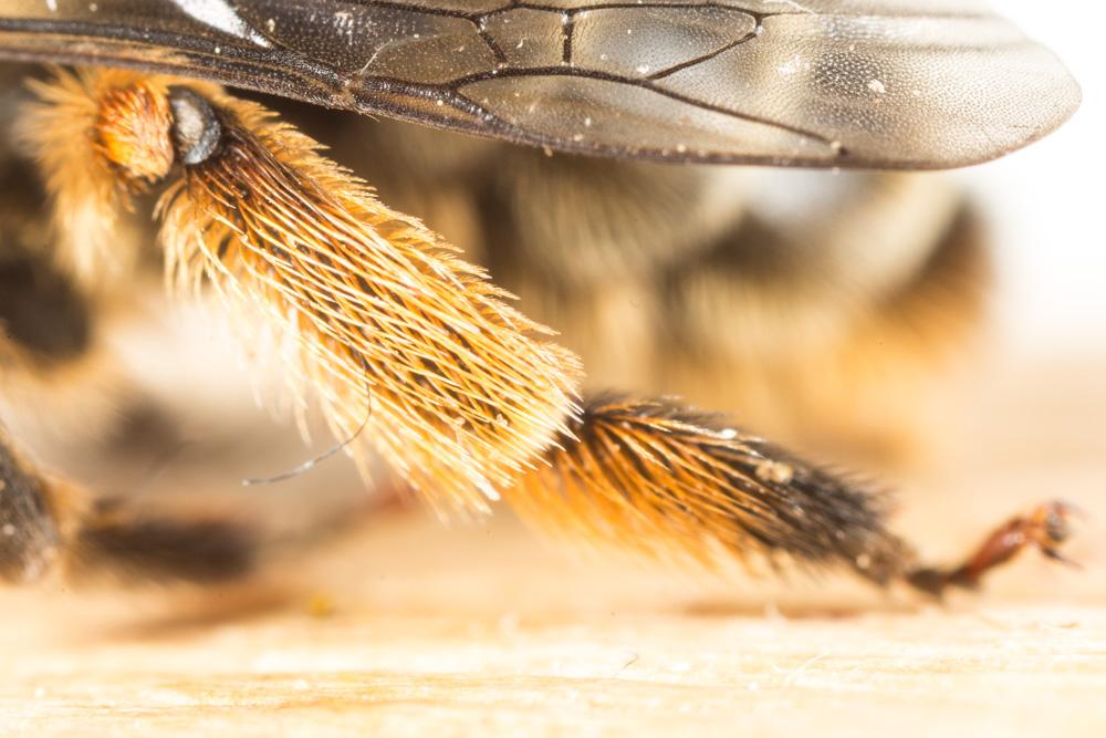  Melitta haemorrhoidalis (Fabricius, 1775)