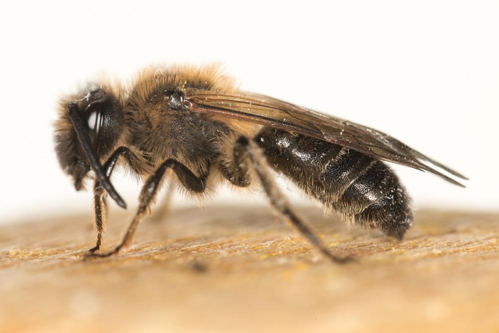 Andrena bimaculata (Kirby, 1802)