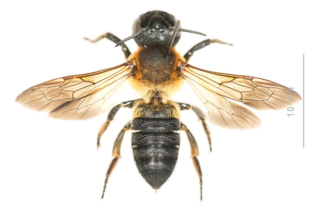 Megachile sculpturalis Smith, 1853
