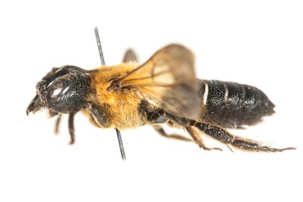 Megachile sculpturalis Smith, 1853