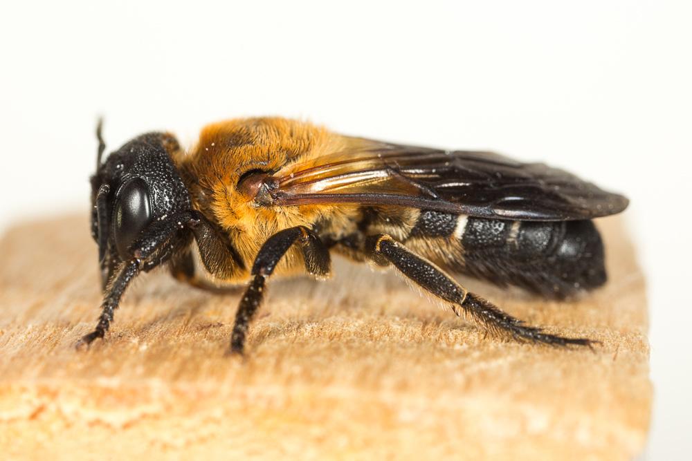 Megachile sculpturalis Smith, 1853