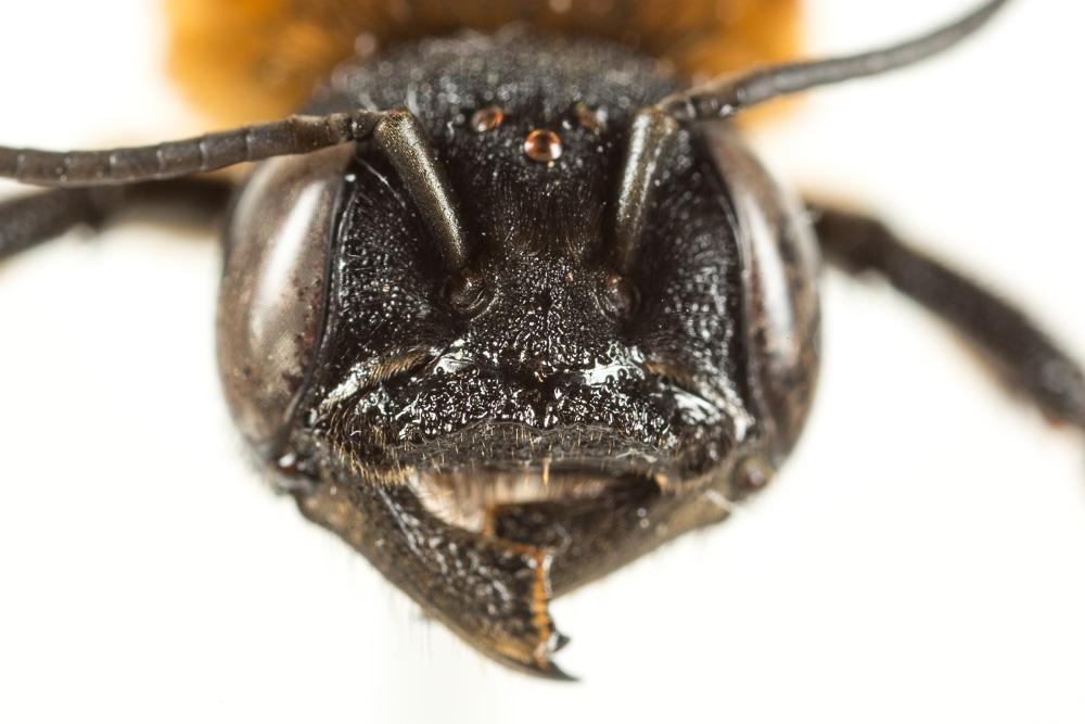Megachile sculpturalis Smith, 1853