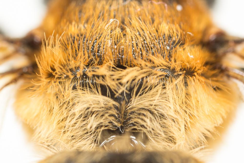 Megachile sculpturalis Smith, 1853