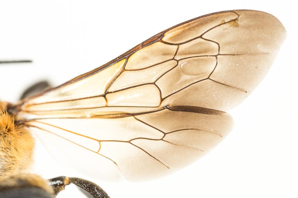 Megachile sculpturalis Smith, 1853