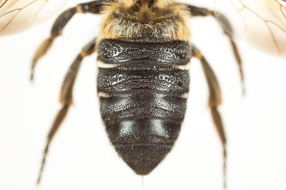 Megachile sculpturalis Smith, 1853