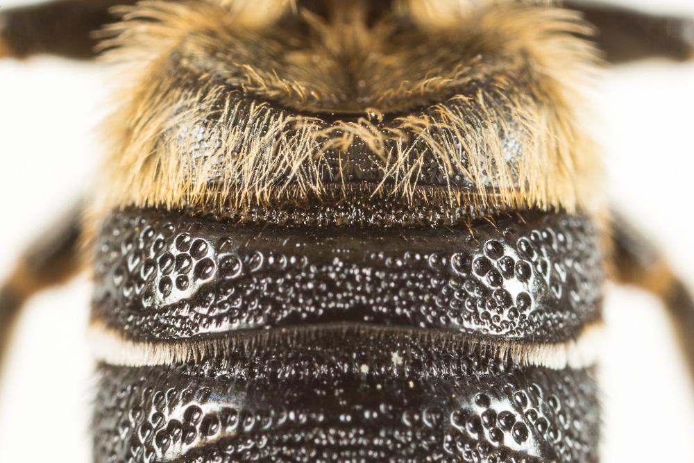 Megachile sculpturalis Smith, 1853