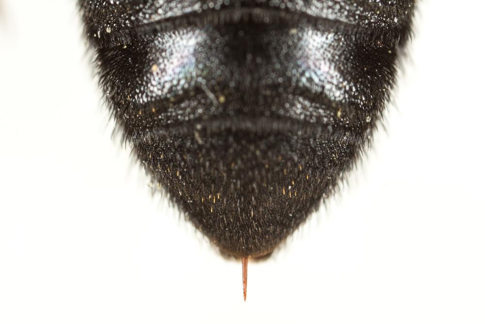Megachile sculpturalis Smith, 1853