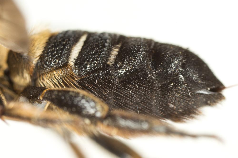 Megachile sculpturalis Smith, 1853
