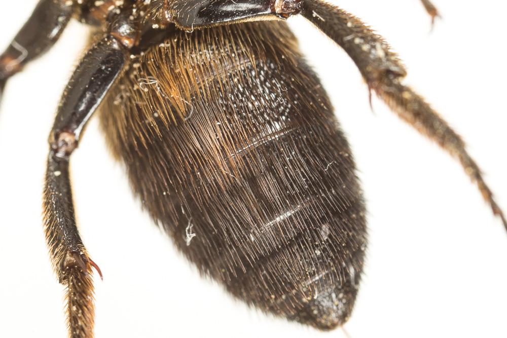 Megachile sculpturalis Smith, 1853