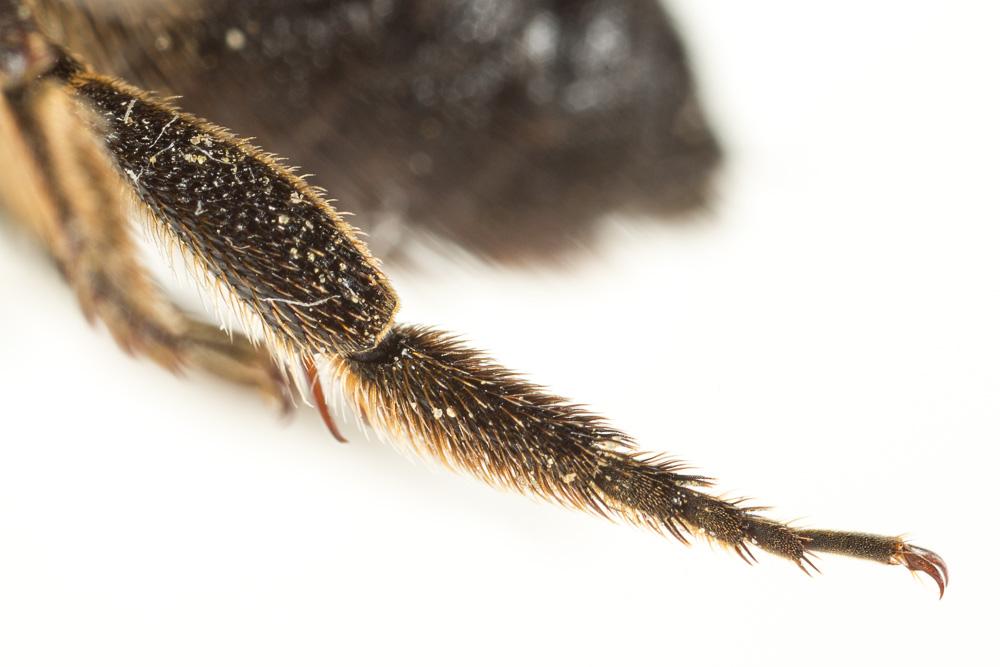 Megachile sculpturalis Smith, 1853