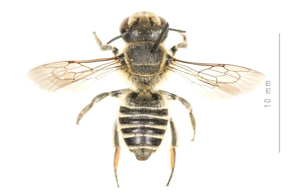 Megachile deceptoria Pérez, 1890