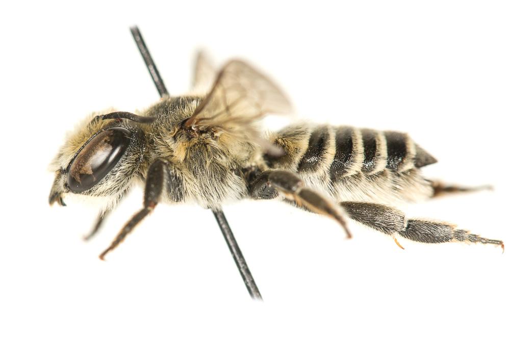 Megachile deceptoria Pérez, 1890
