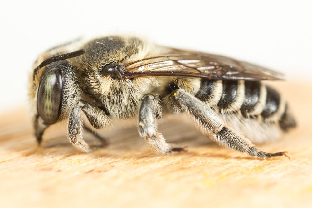 Megachile deceptoria Pérez, 1890