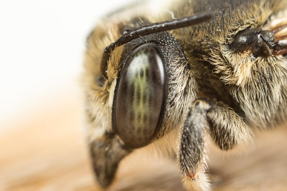 Megachile deceptoria Pérez, 1890