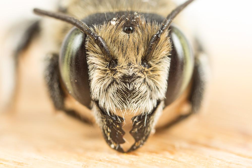 Megachile deceptoria Pérez, 1890