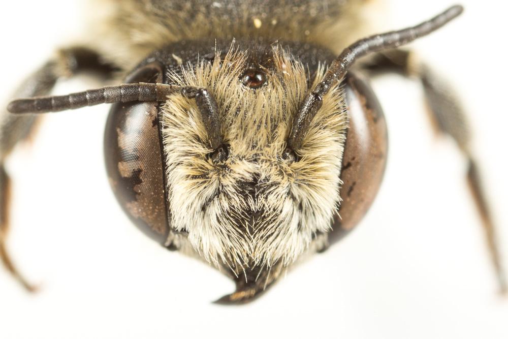 Megachile deceptoria Pérez, 1890