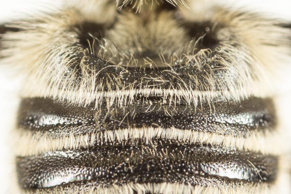 Megachile deceptoria Pérez, 1890