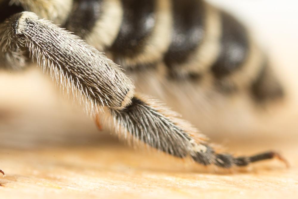 Megachile deceptoria Pérez, 1890