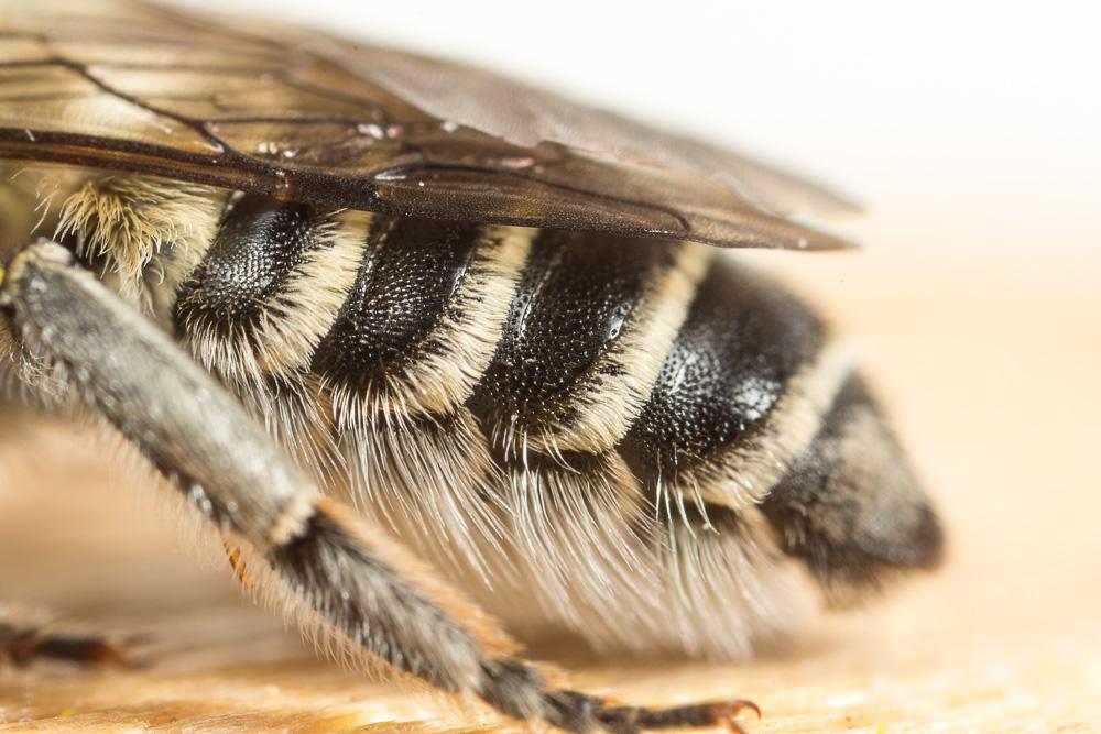 Megachile deceptoria Pérez, 1890