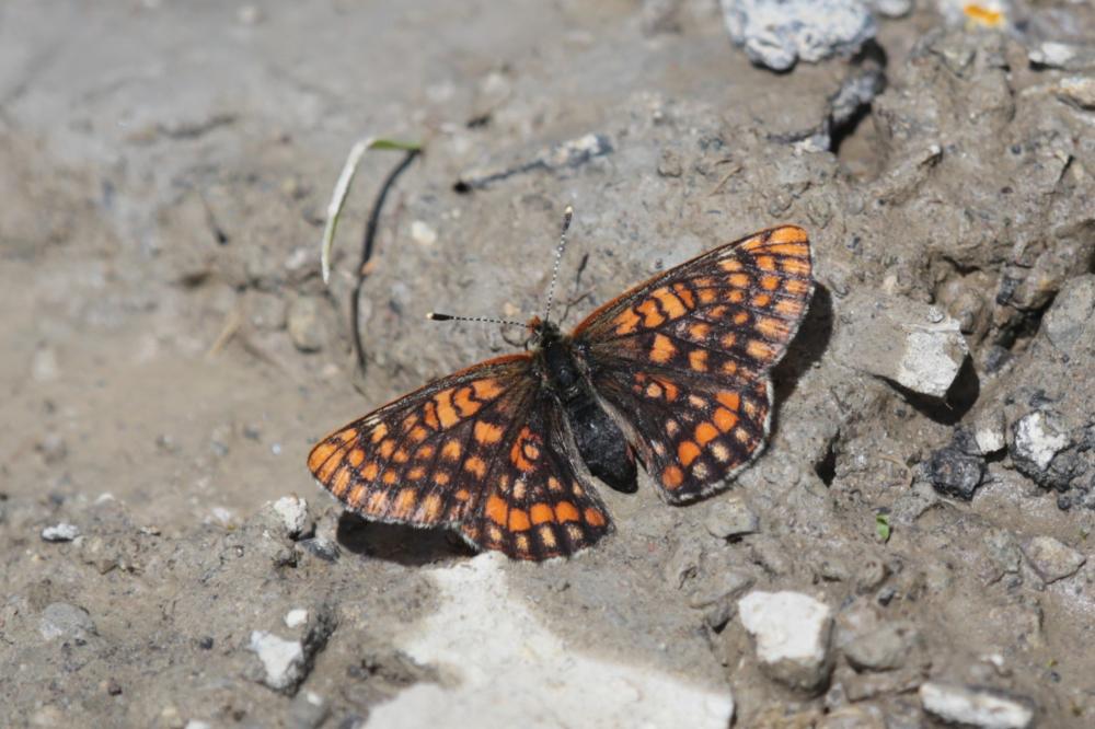 Damier du Chèvrefeuille (Le) Euphydryas intermedia (Ménétriès, 1859)