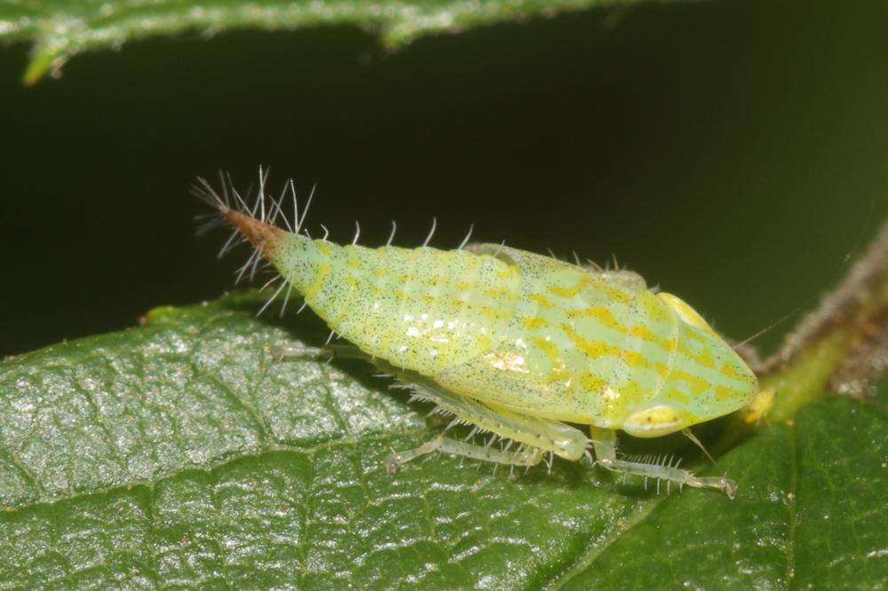 Fieberiella florii (Stål, 1864)