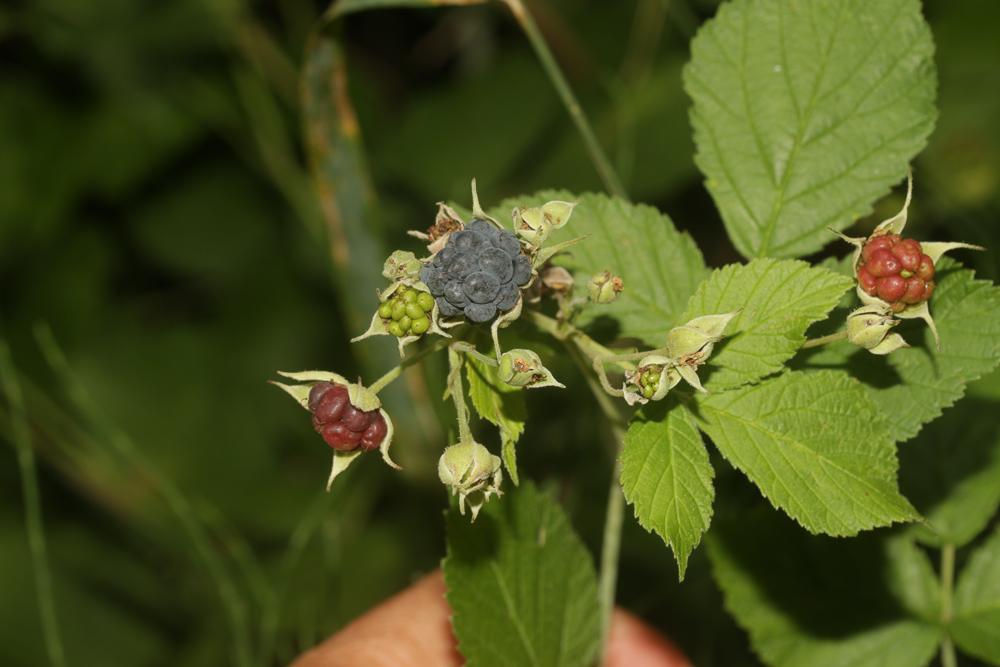 Rosier bleue, Ronce à fruits bleus, Ronce bleue Rubus caesius L., 1753