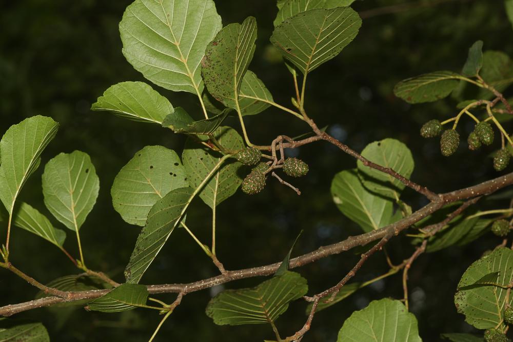 Aulne glutineux, Verne Alnus glutinosa (L.) Gaertn., 1790