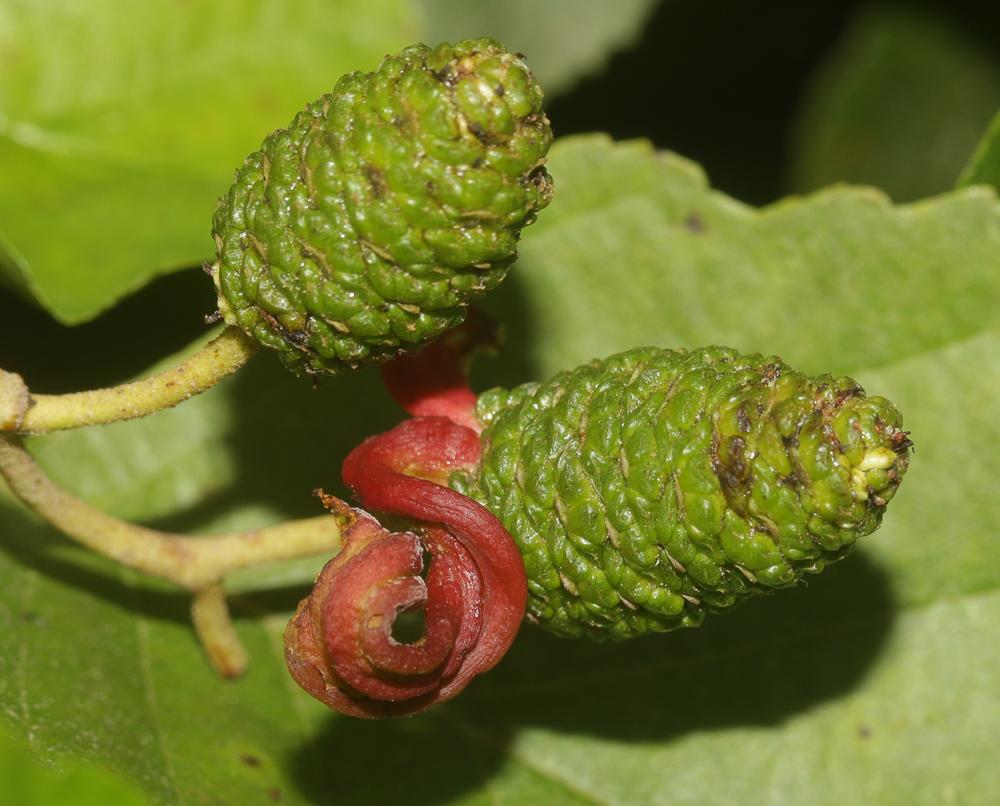 Aulne glutineux, Verne Alnus glutinosa (L.) Gaertn., 1790