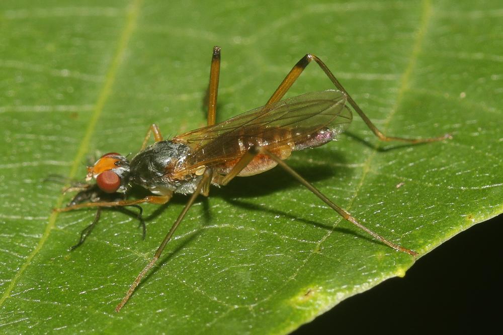 Neria cibaria (Linnaeus, 1760)