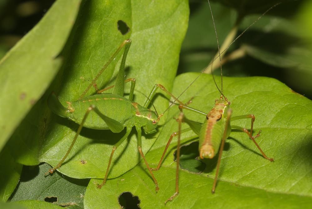 Le Leptophye ponctuée, Sauterelle ponctuée, Barbitist Leptophyes punctatissima (Bosc, 1792)