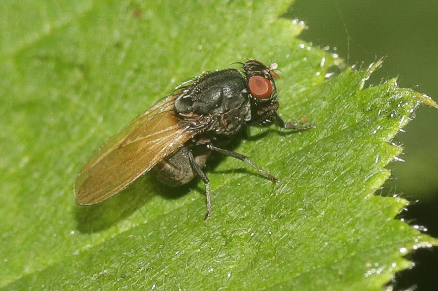 Minettia longipennis (Fabricius, 1794)