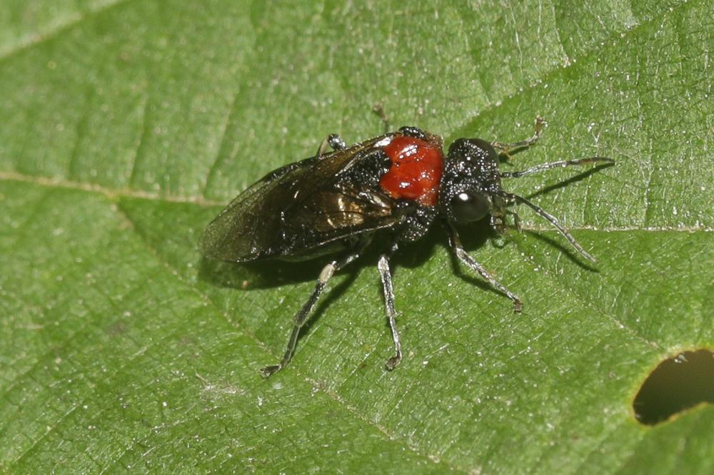 Mouche-à-scie noire à corselet rouge Eriocampa ovata (Linnaeus, 1760)