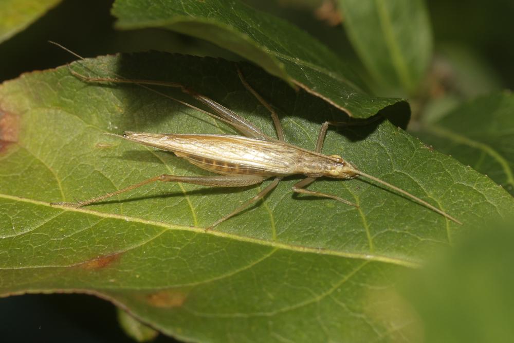 Grillon d'Italie, Oecanthe transparent, Grillon tr Oecanthus pellucens (Scopoli, 1763)