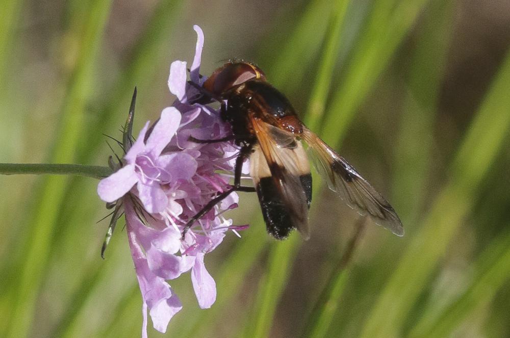 Volucelle à ventre blanc en devant Volucella pellucens (Linnaeus, 1758)