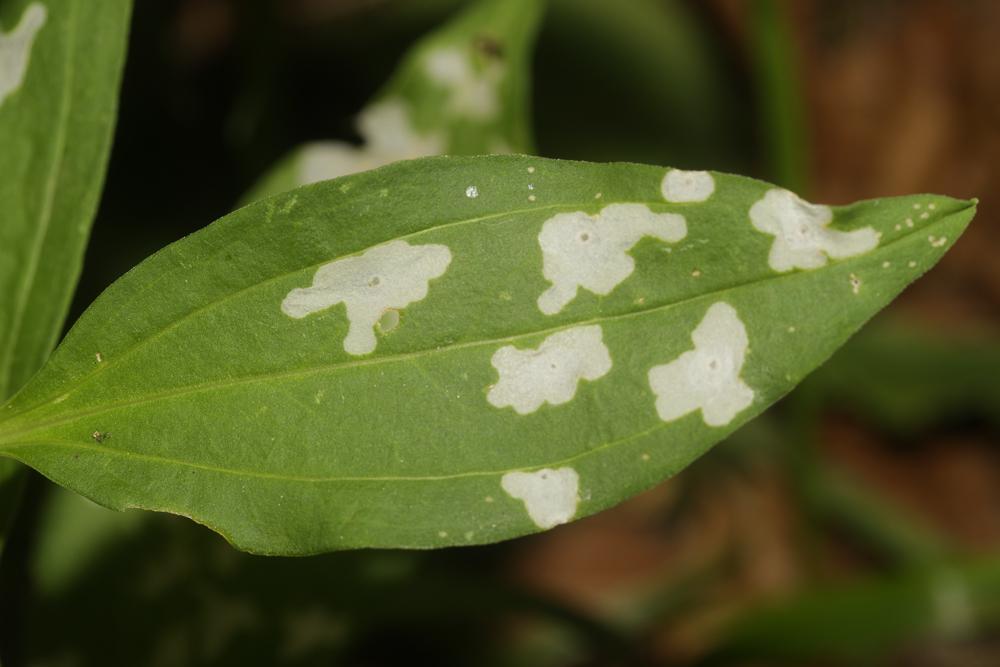 Coleophora saponariella Heeger, 1848