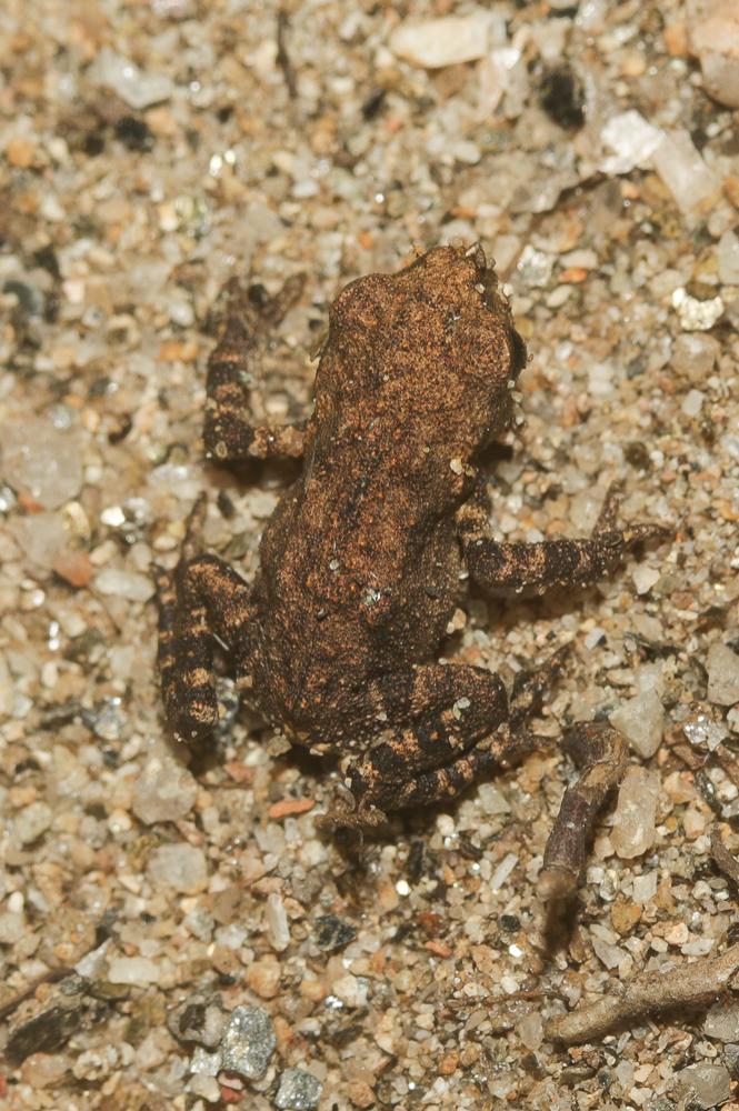 Grenouille rousse Rana temporaria Linnaeus, 1758