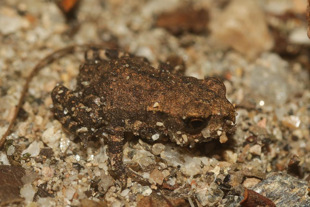 Grenouille rousse Rana temporaria Linnaeus, 1758