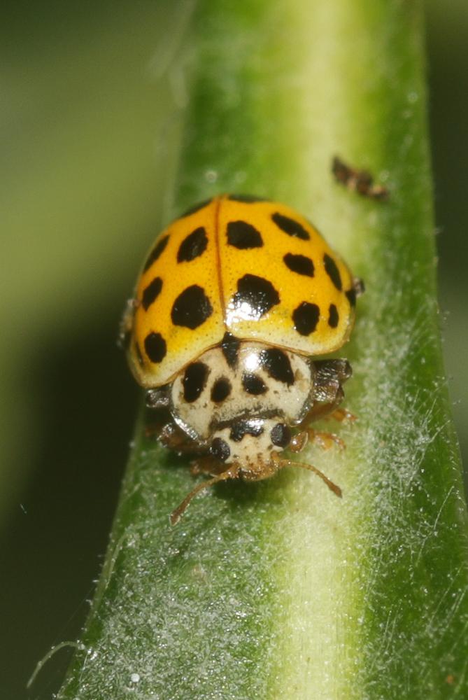 Coccinelle à vingt-deux points Psyllobora vigintiduopunctata (Linnaeus, 1758)
