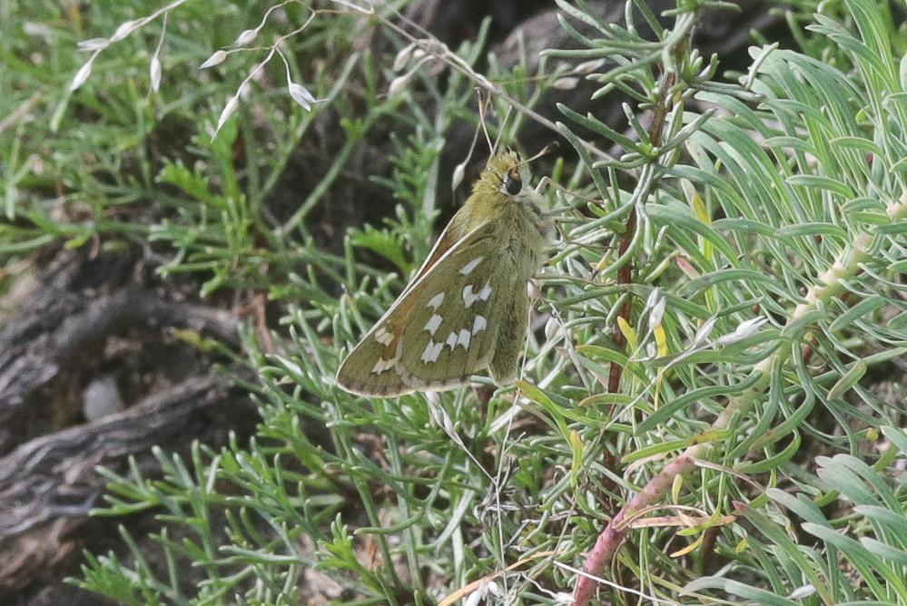 Virgule (La), Comma (Le) Hesperia comma (Linnaeus, 1758)