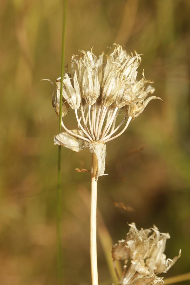 Civette, Ciboulette, Ciboule Allium schoenoprasum L., 1753