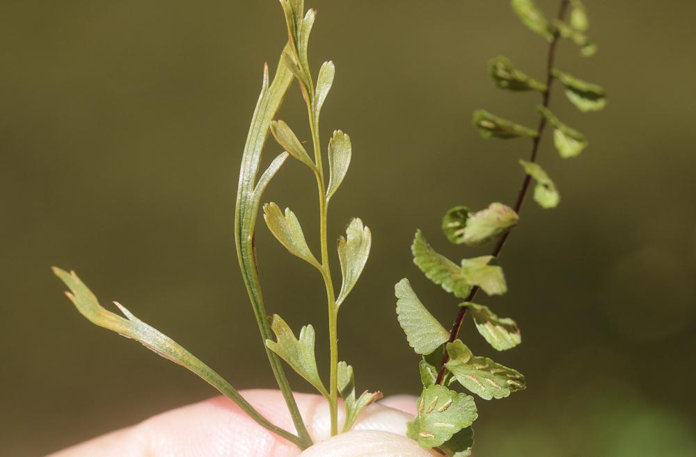 Asplenium L., 1753