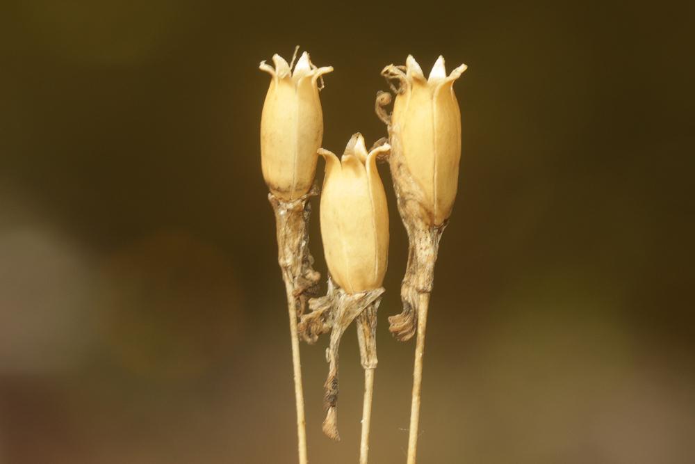 Silène saxifrage Silene saxifraga L., 1753
