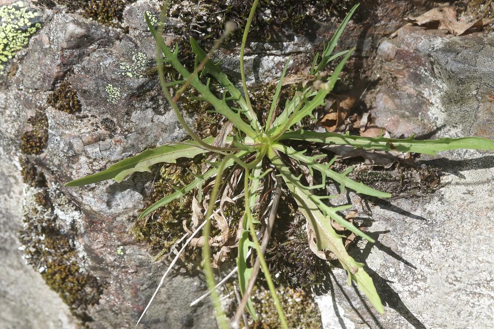 Liondent d'automne Scorzoneroides autumnalis (L.) Moench, 1794